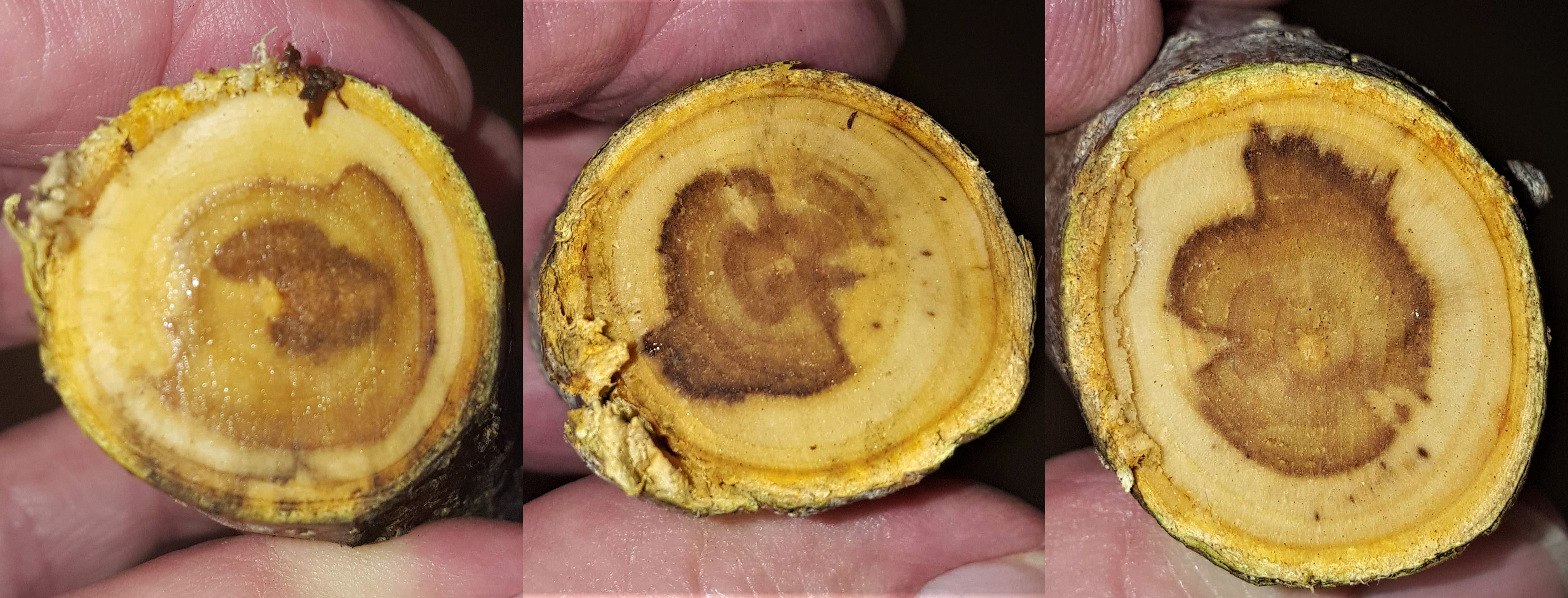 Internal brown wood in apples
